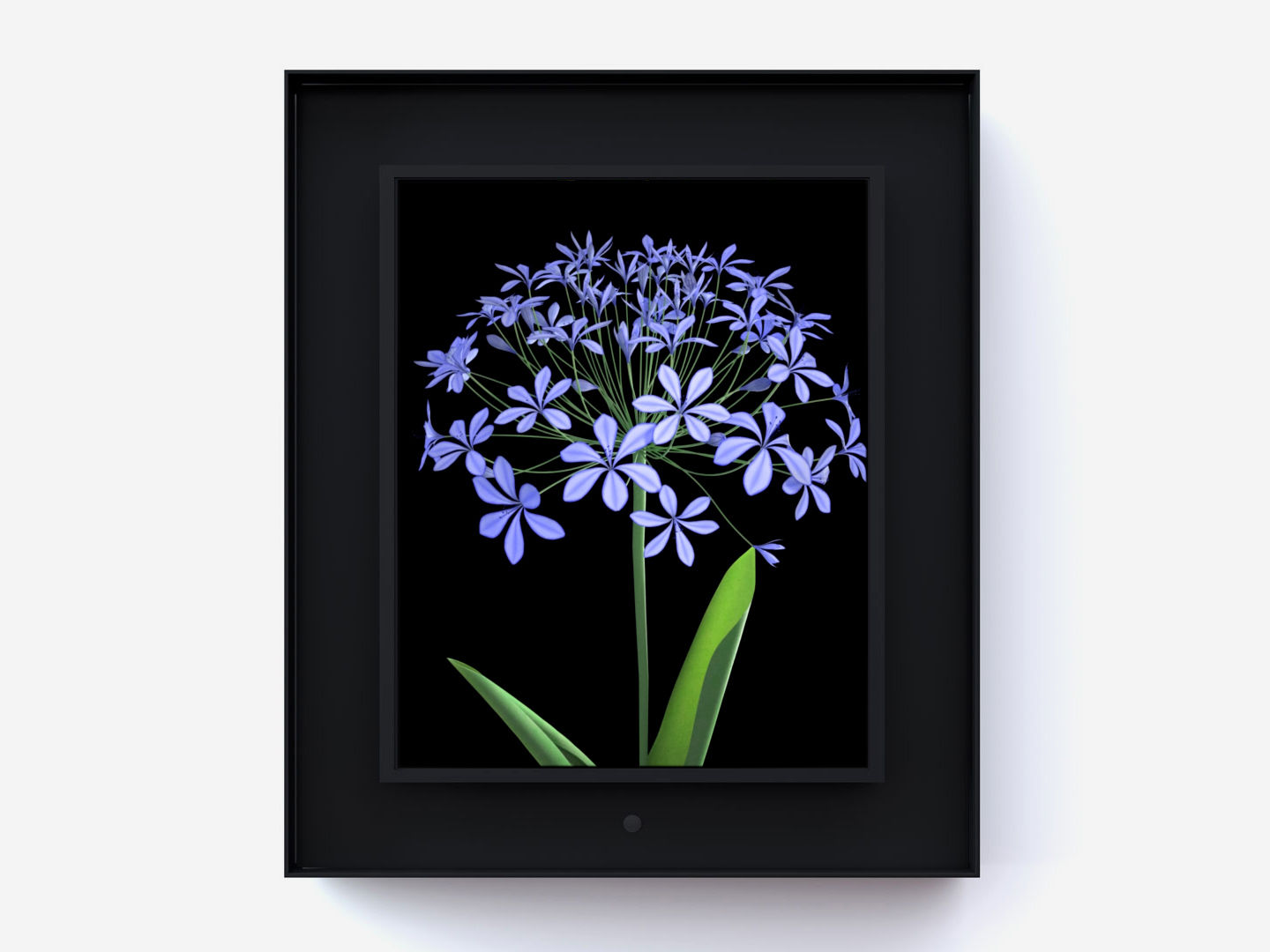 Dominic Harris Bloomed: Agapanthus