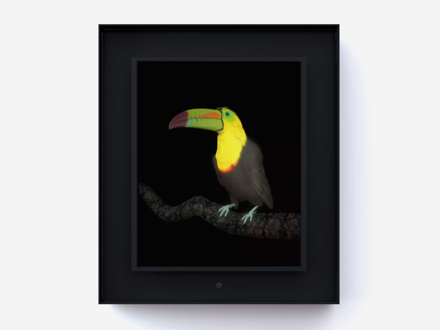 Dominic Harris Ruffled: Toucan