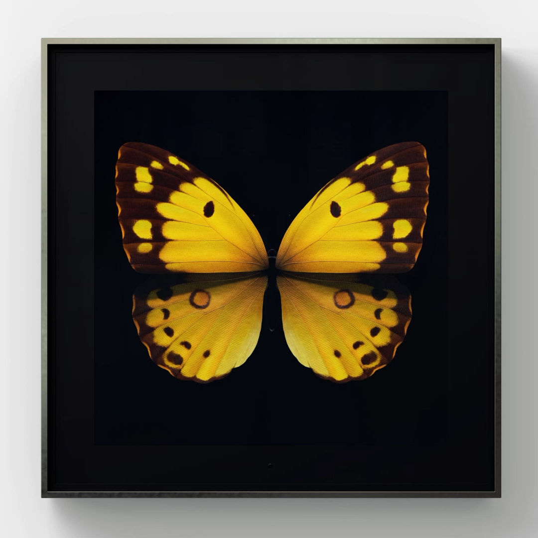 Dominic Harris, Solo, Clouded Yellow , 2020