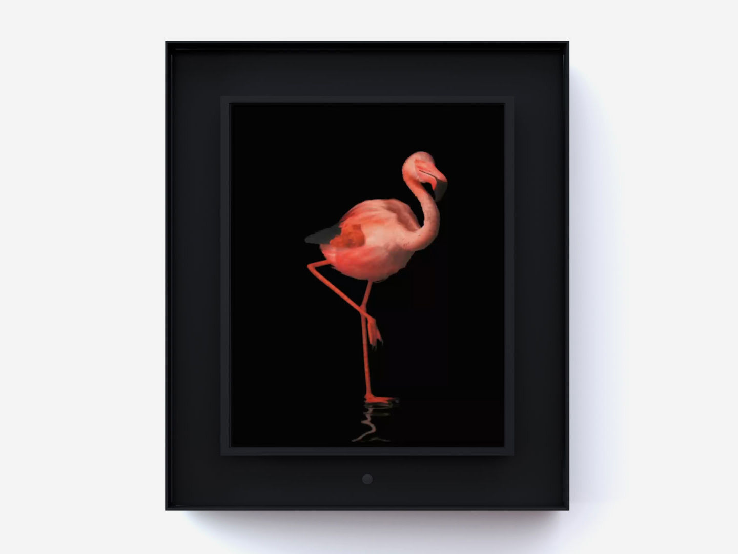 Dominic Harris Ruffled: Flamingo