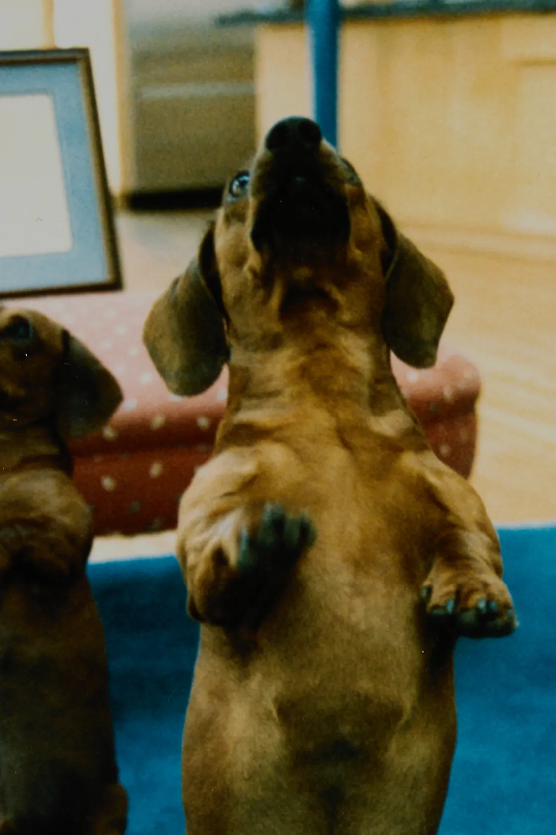 David Hockney, Stanley + Heinz, L.A., 1988, 1988