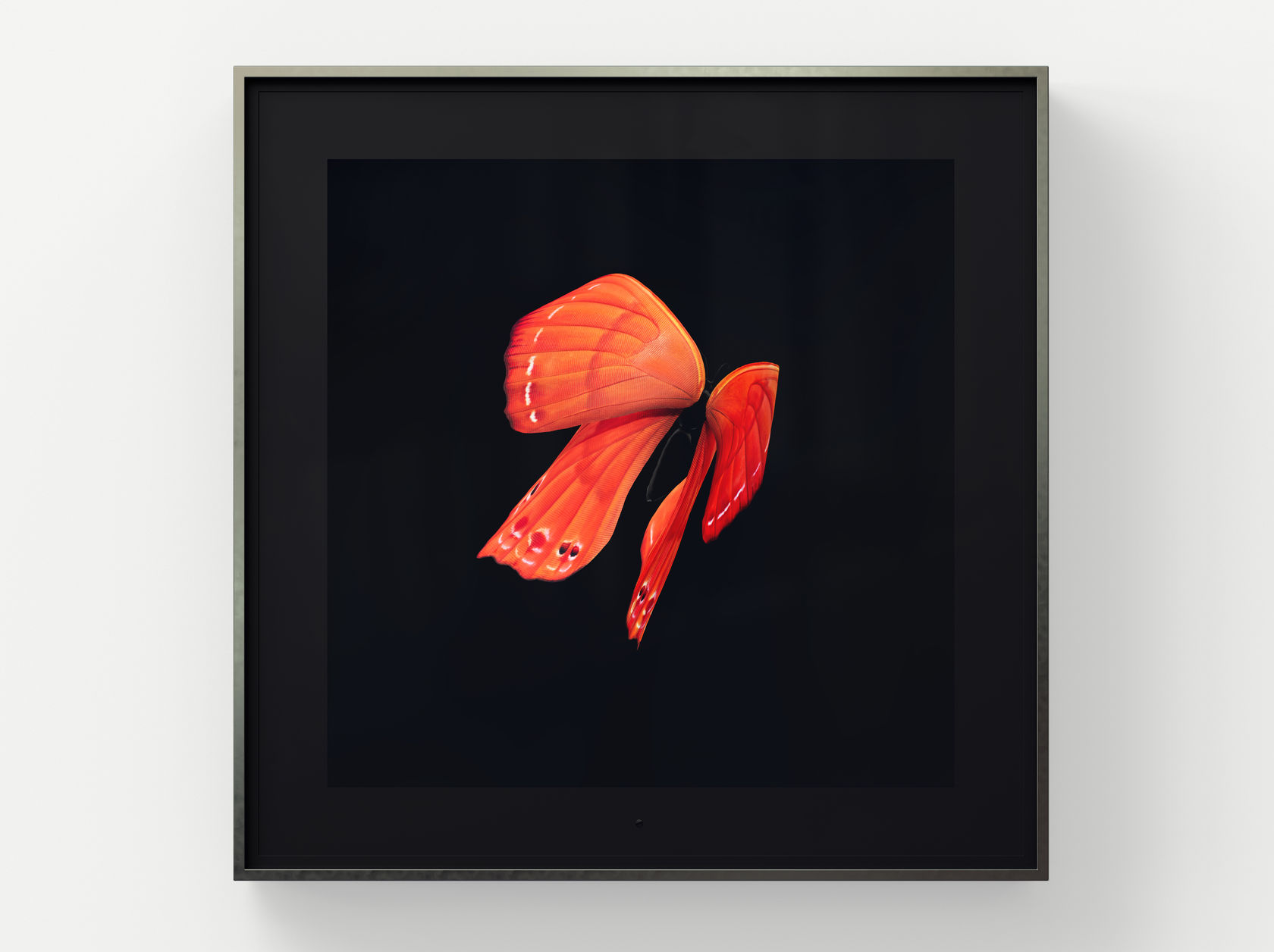 Dominic Harris, Metamorphosis Solo: Malayan Plum Judy, 2020