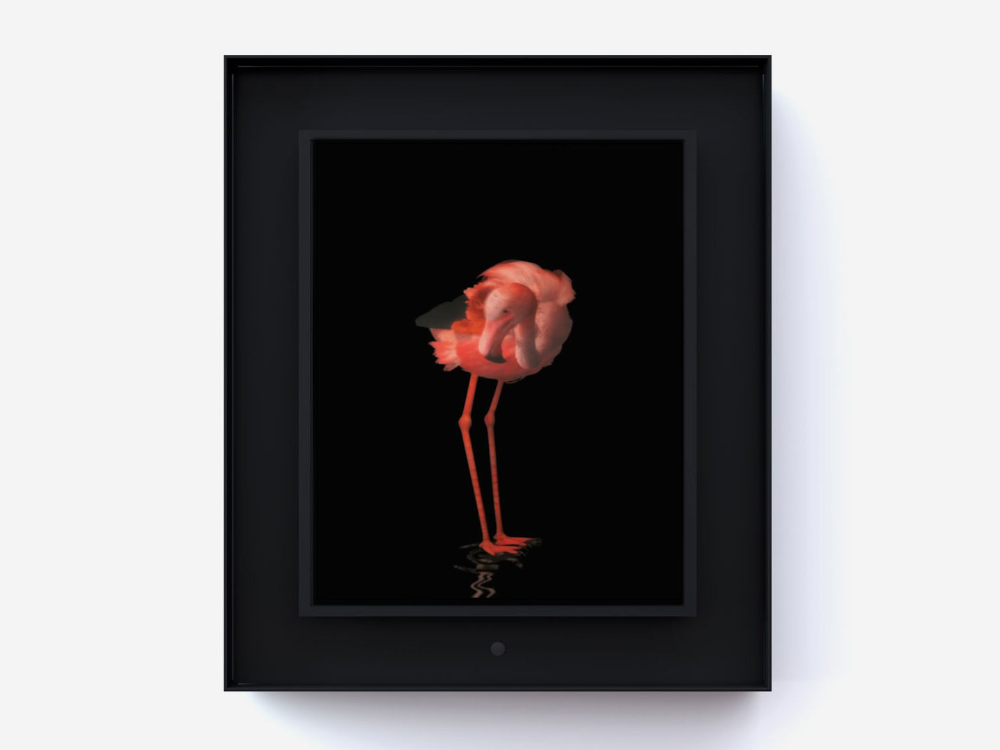 Dominic Harris Ruffled: Flamingo