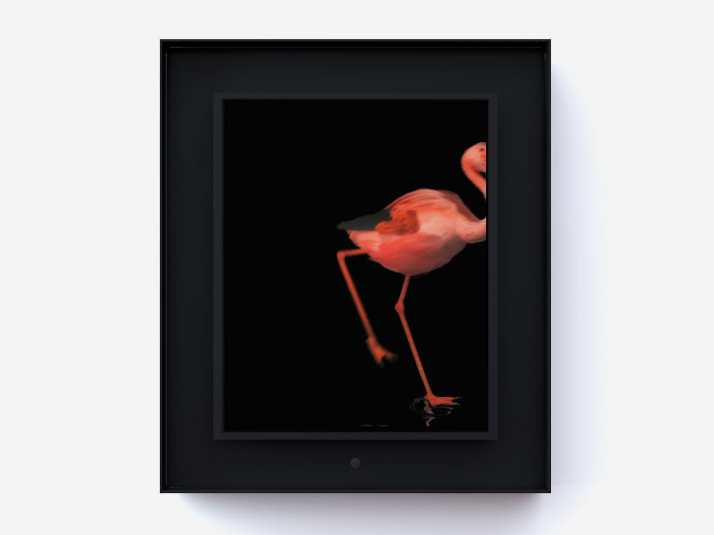 Dominic Harris Ruffled: Flamingo