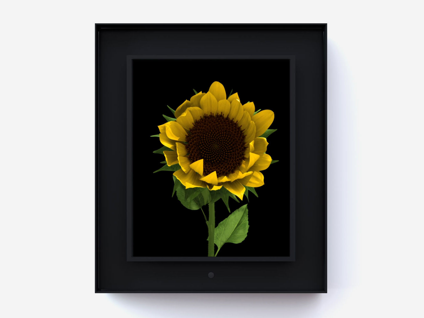 Dominic Harris Bloomed: Sunflower