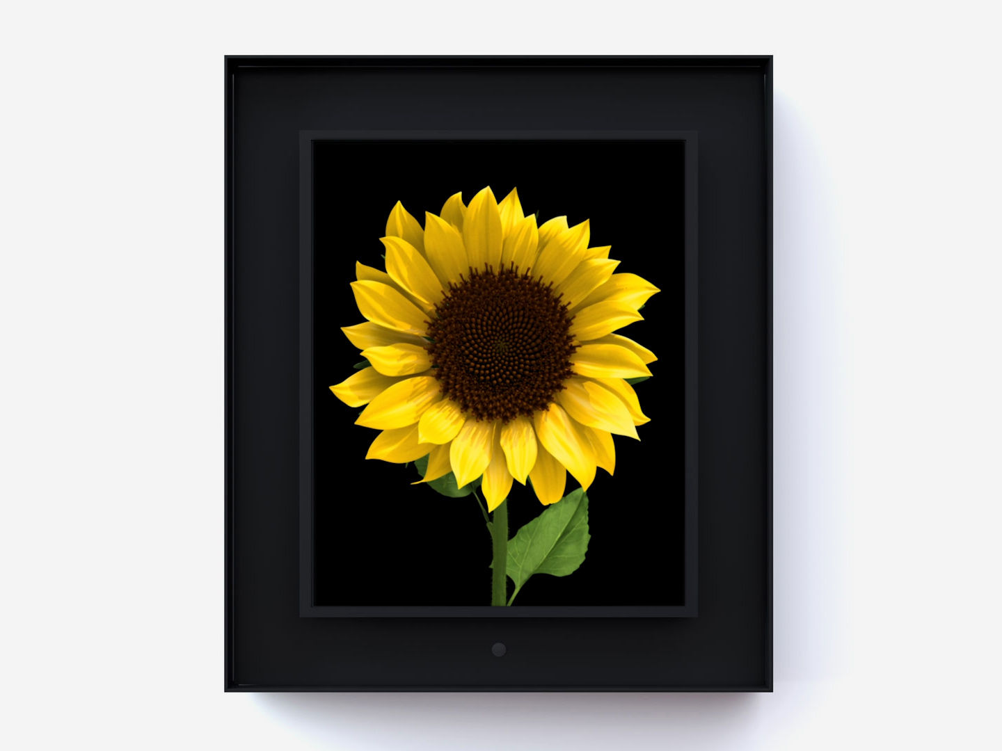 Dominic Harris Bloomed: Sunflower