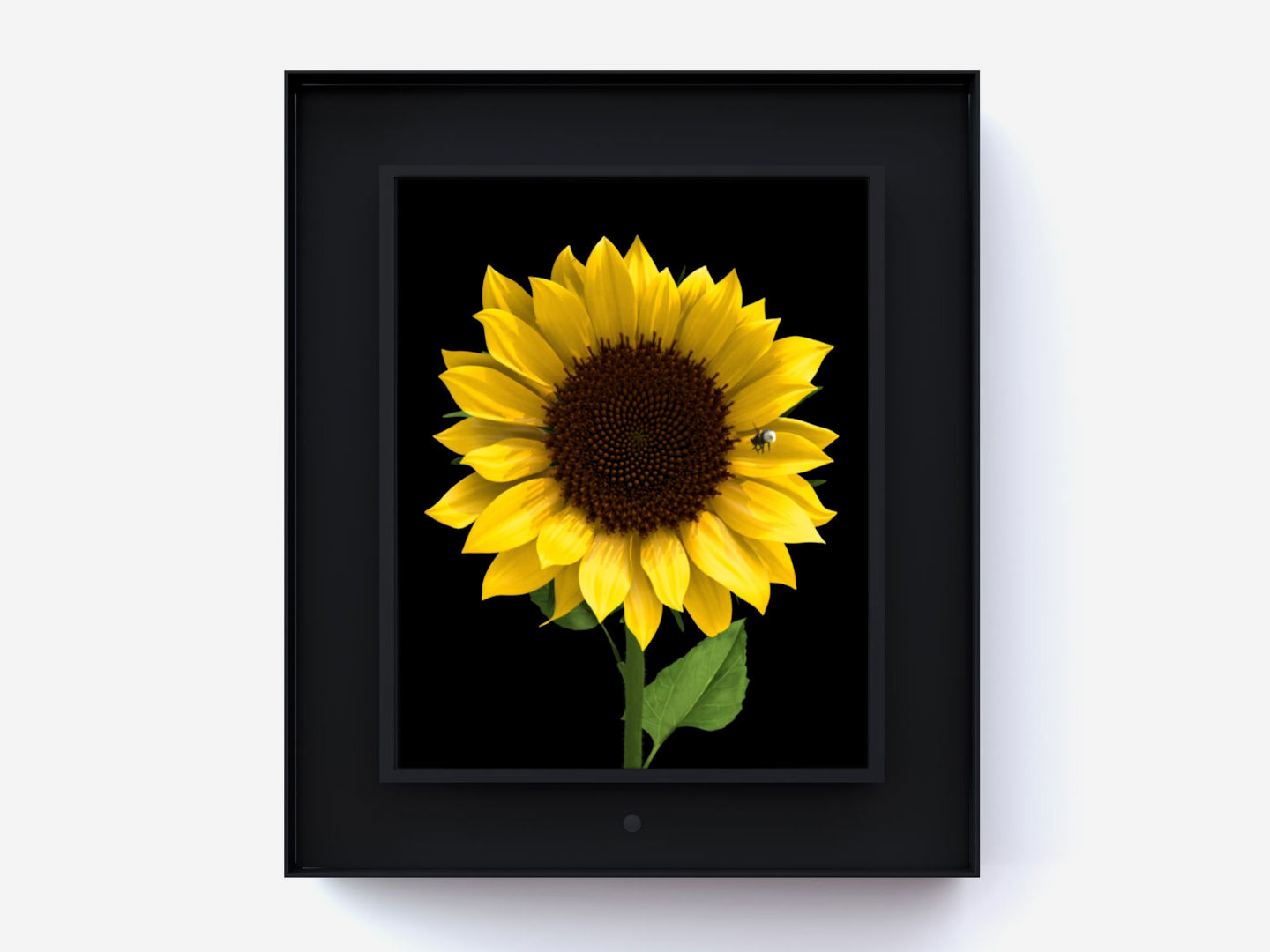 Dominic Harris Bloomed: Sunflower