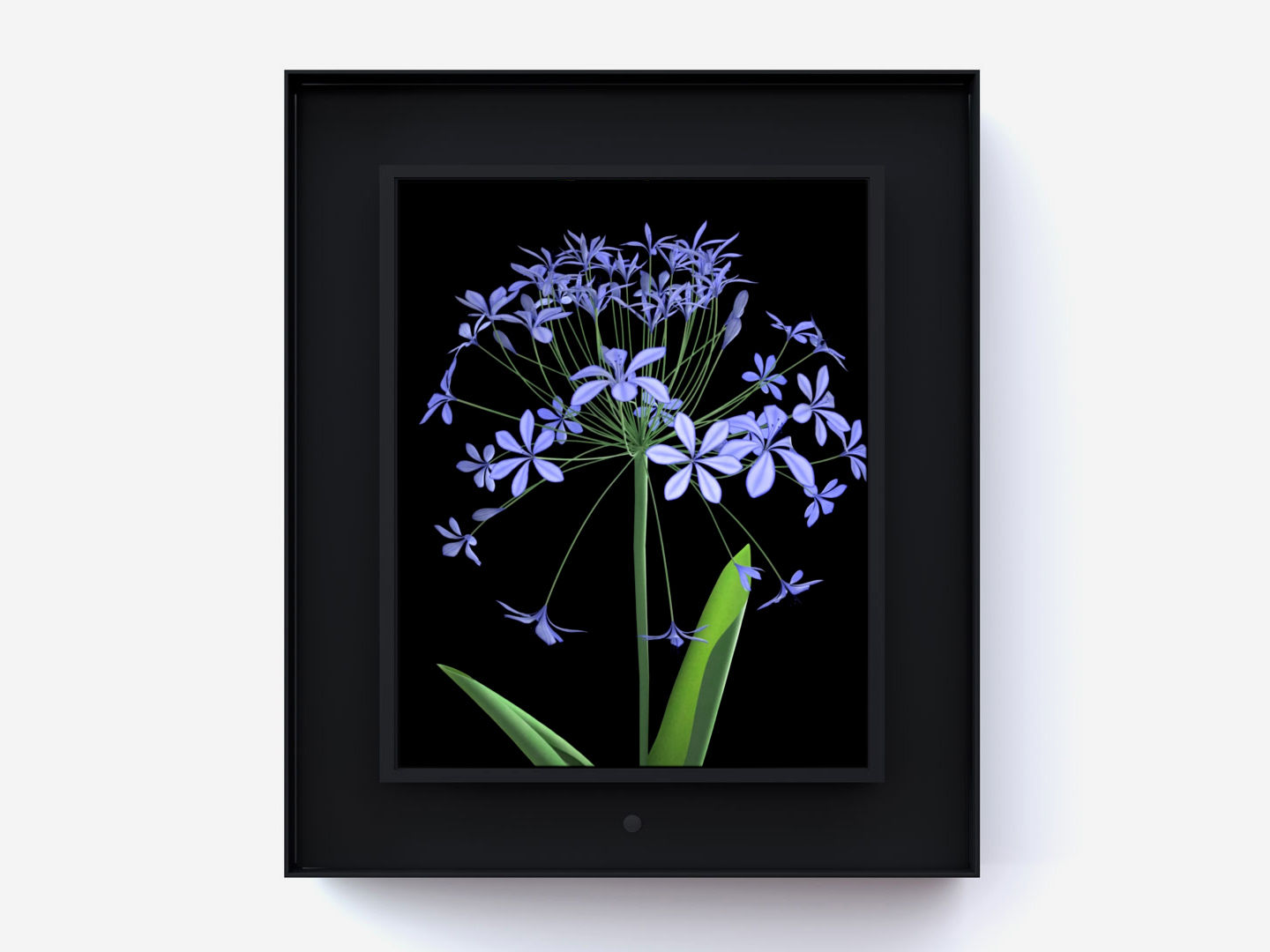 Dominic Harris Bloomed: Agapanthus