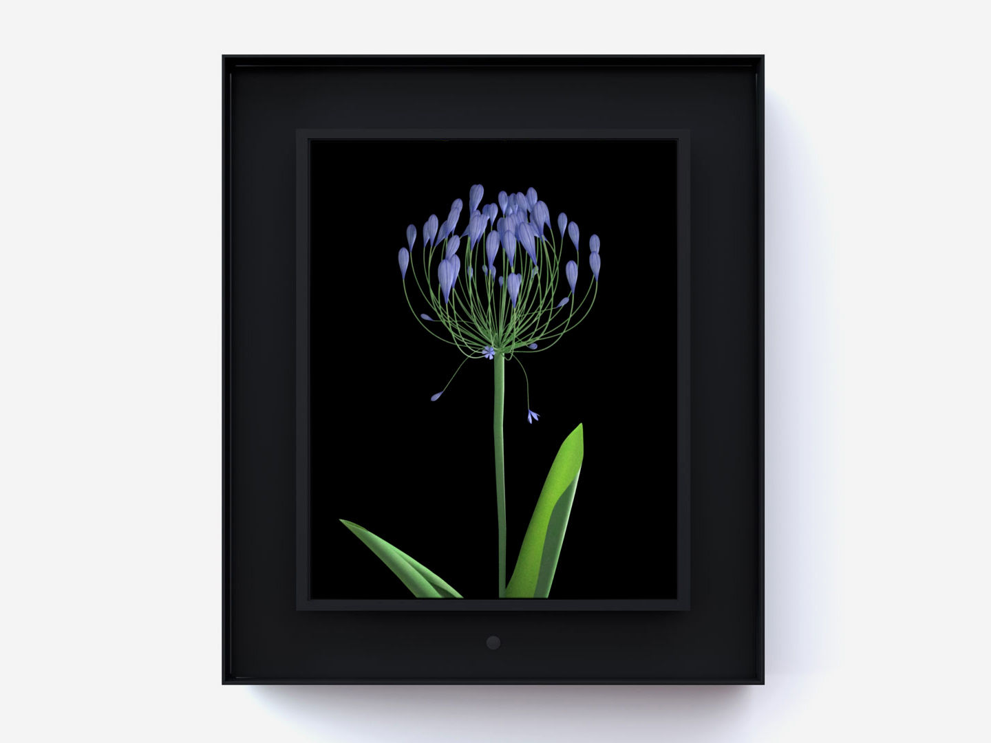 Dominic Harris Bloomed: Agapanthus