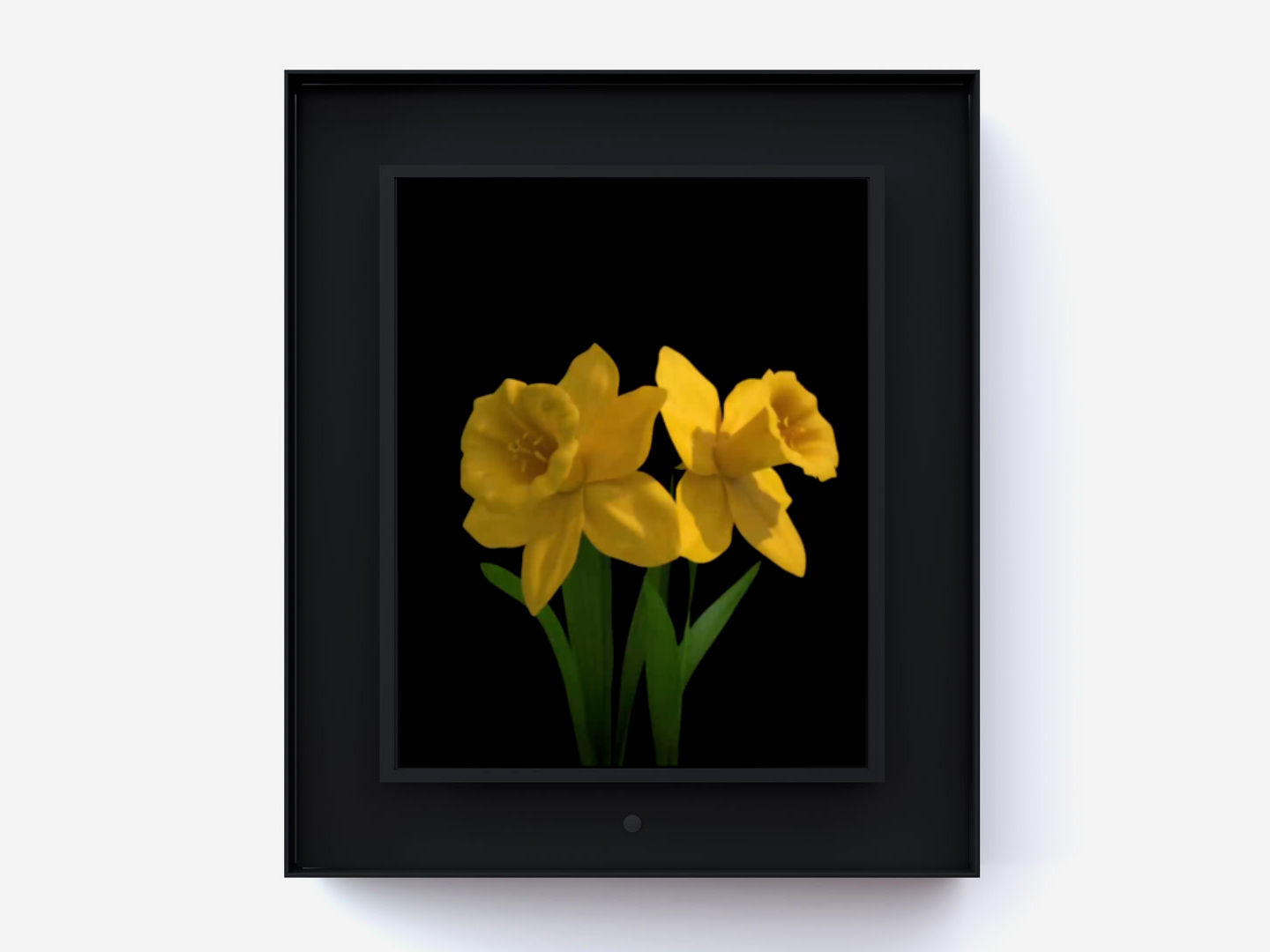 Dominic Harris, Bloomed: Daffodil, 2016
