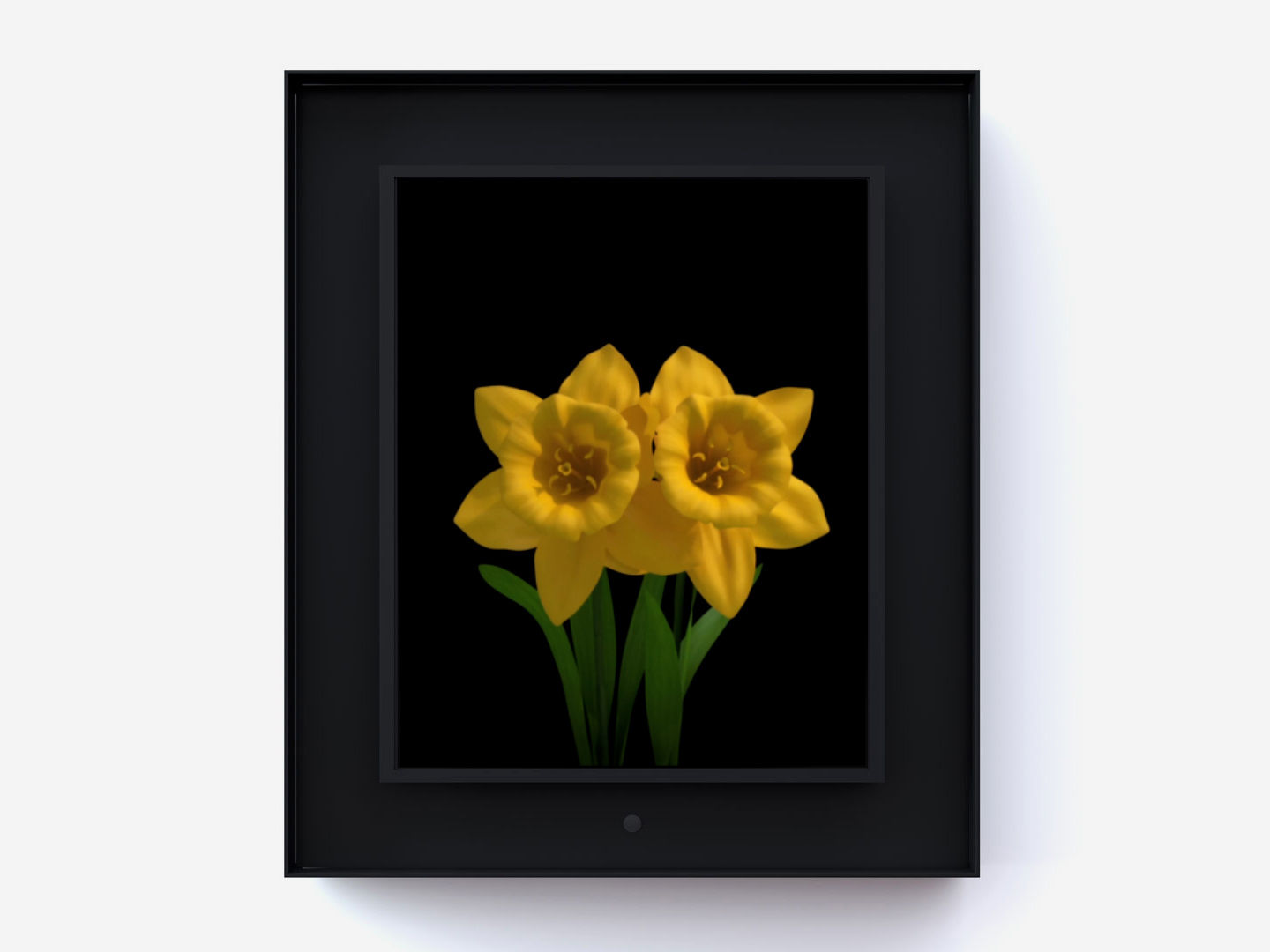 Dominic Harris, Bloomed: Daffodil, 2016