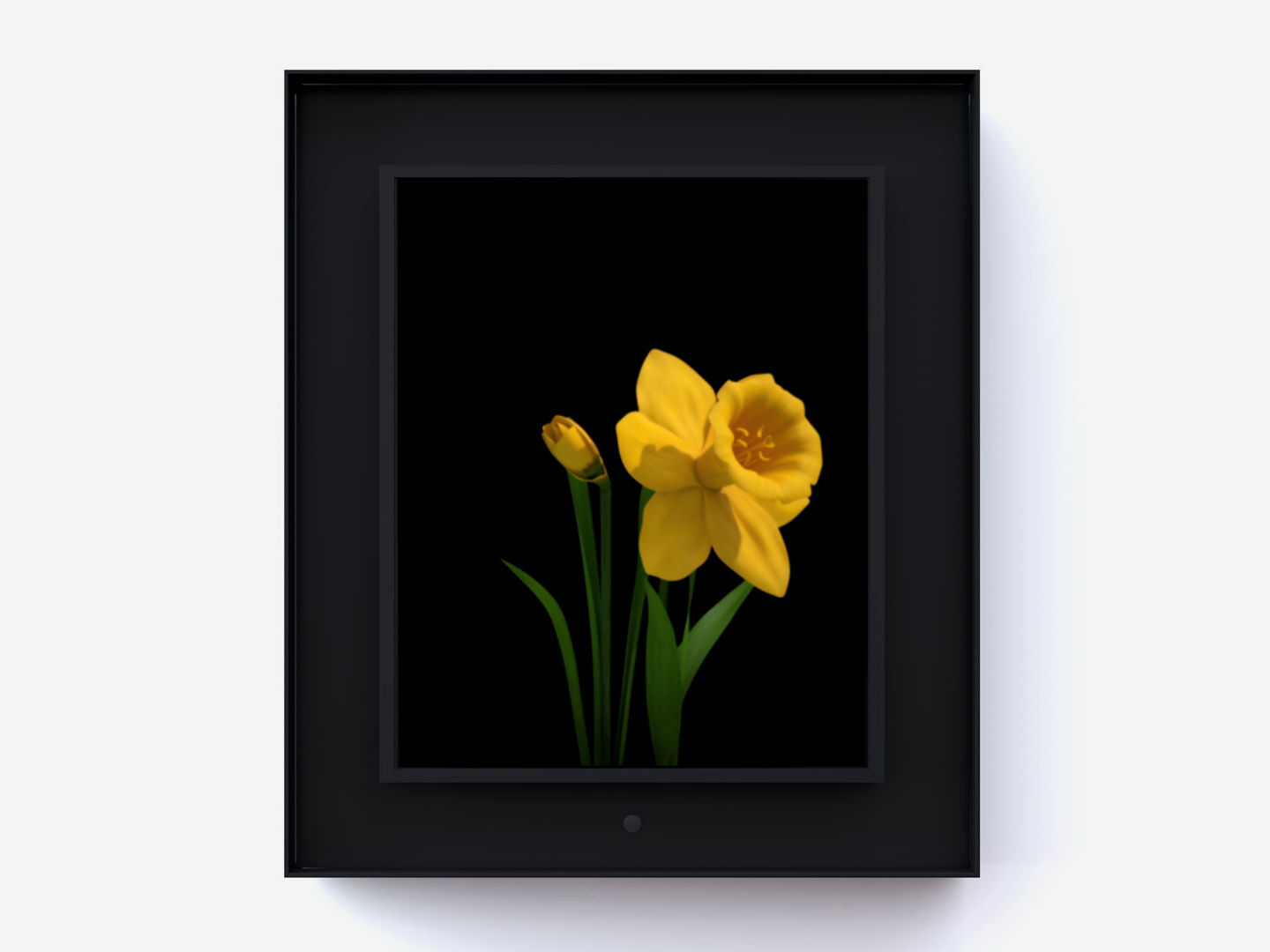 Dominic Harris, Bloomed: Daffodil, 2016