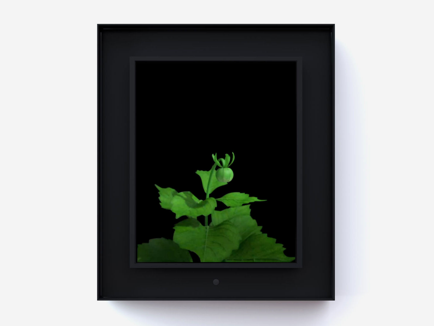 Dominic Harris, Bloomed: Dahlia, 2016