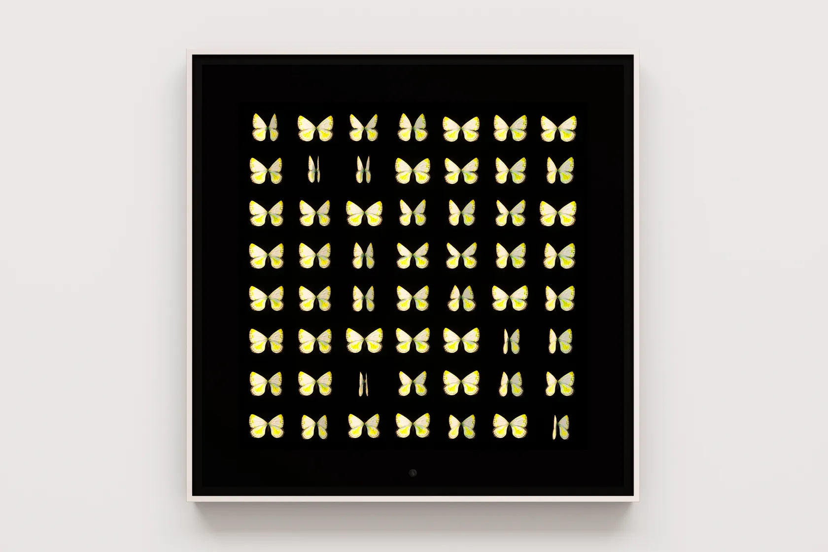 Dominic Harris, Metamorphosis: Unseen, 2023