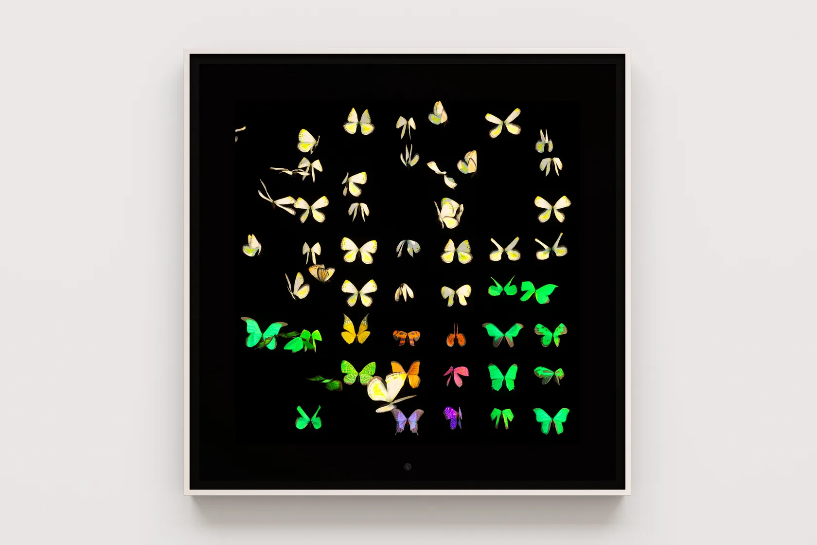 Dominic Harris, Metamorphosis: Unseen, 2023