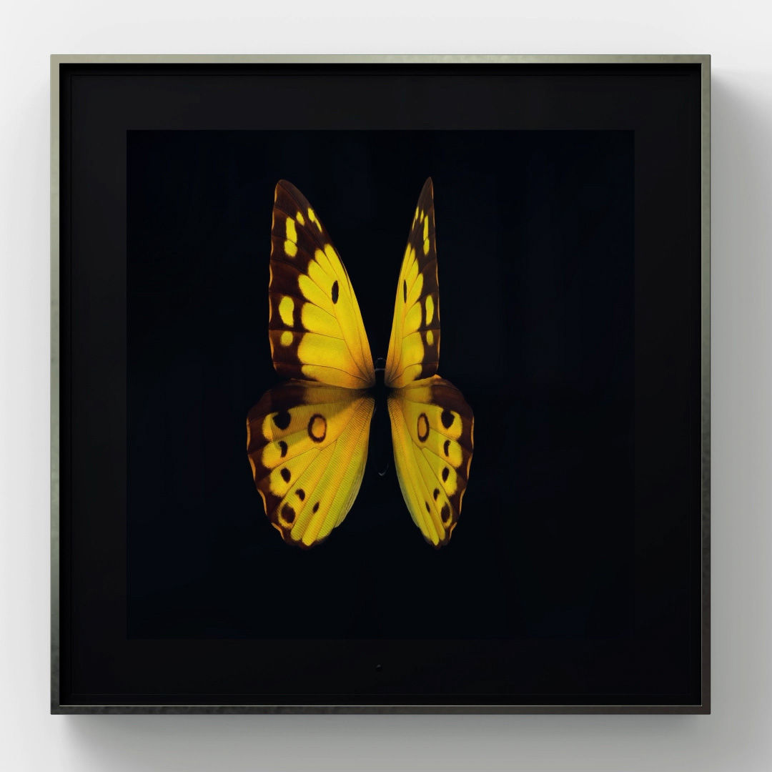 Dominic Harris, Solo, Clouded Yellow , 2020