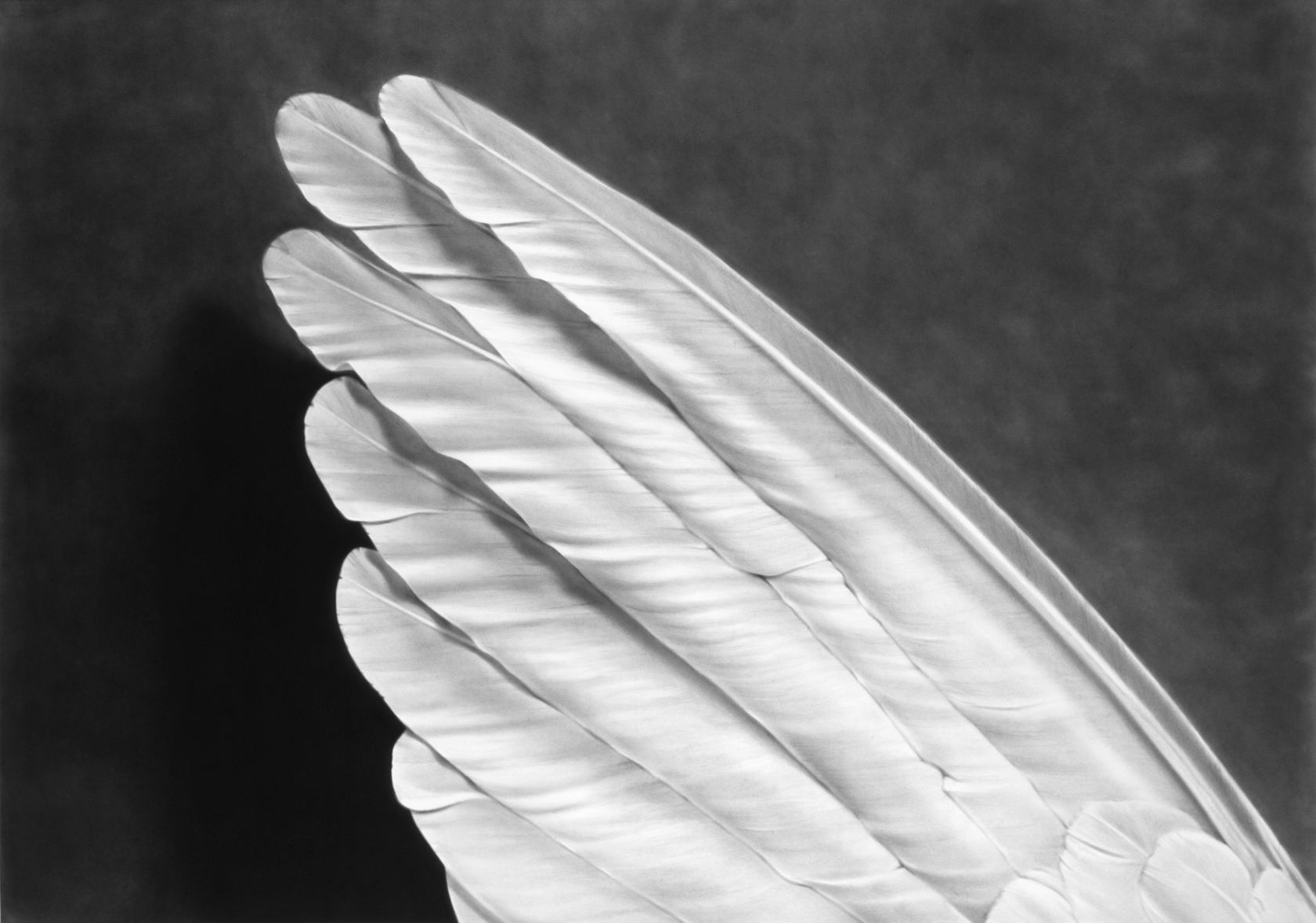 Robert Longo, Untitled (Angels Wing), 2012