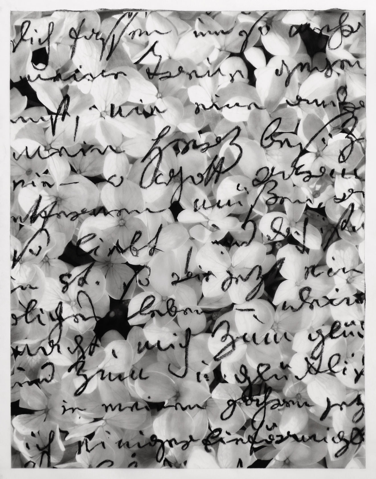 Robert Longo, Study of Hydrangea + Beethoven Love Letter (page #9), 2020