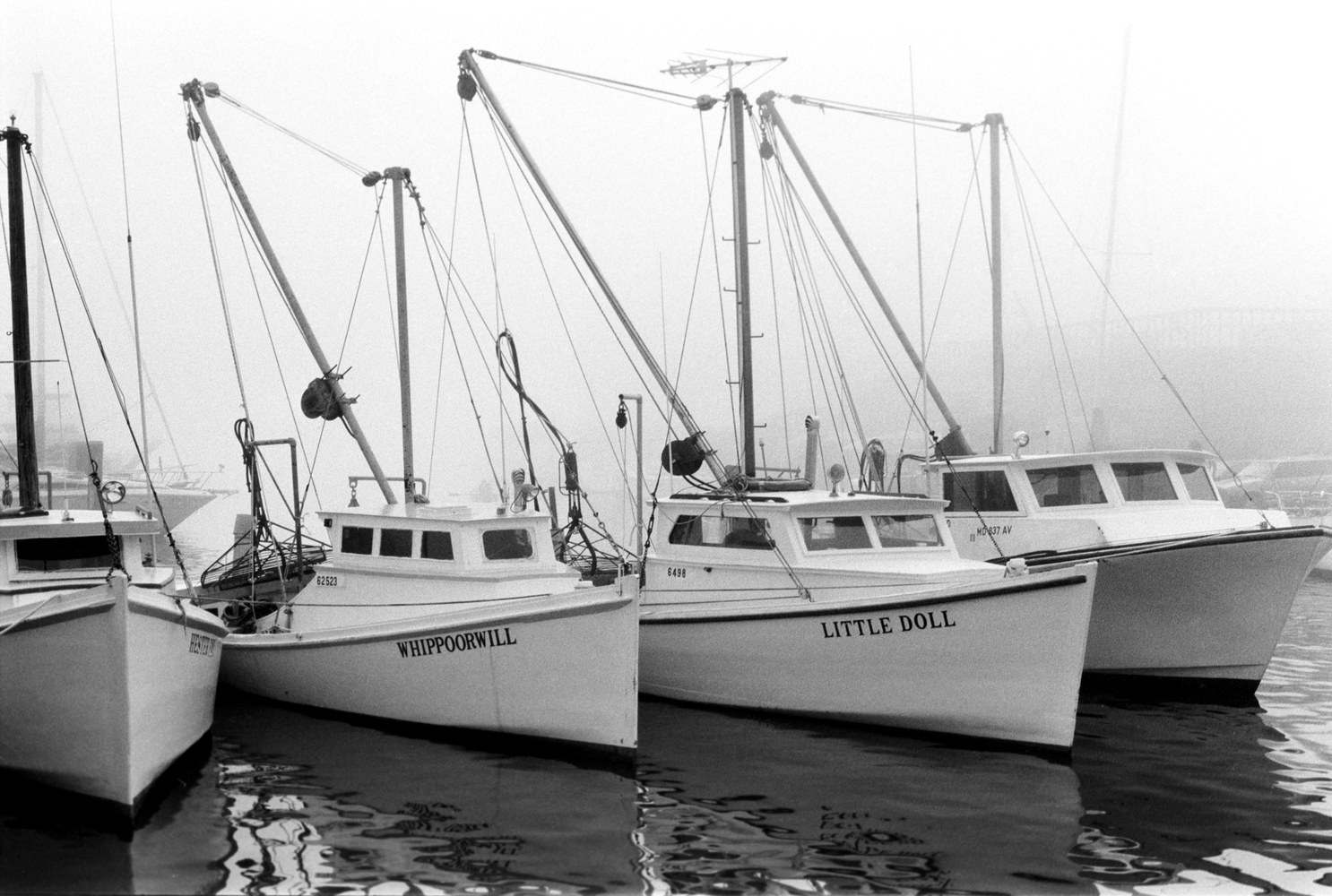 Laura DeNardo-Laura DeNardo Photography