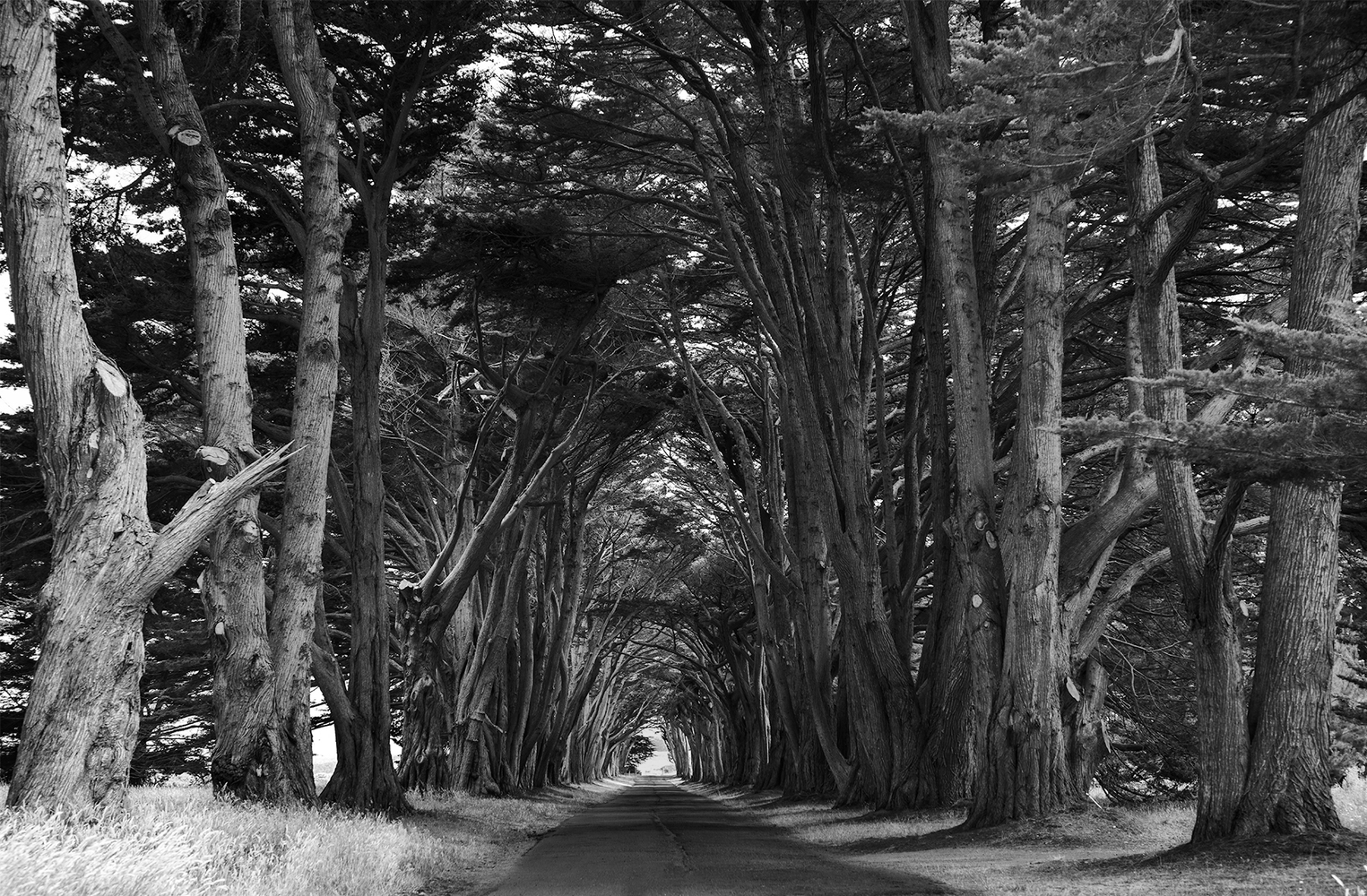 Susan Darrow-Susan Darrow Photography