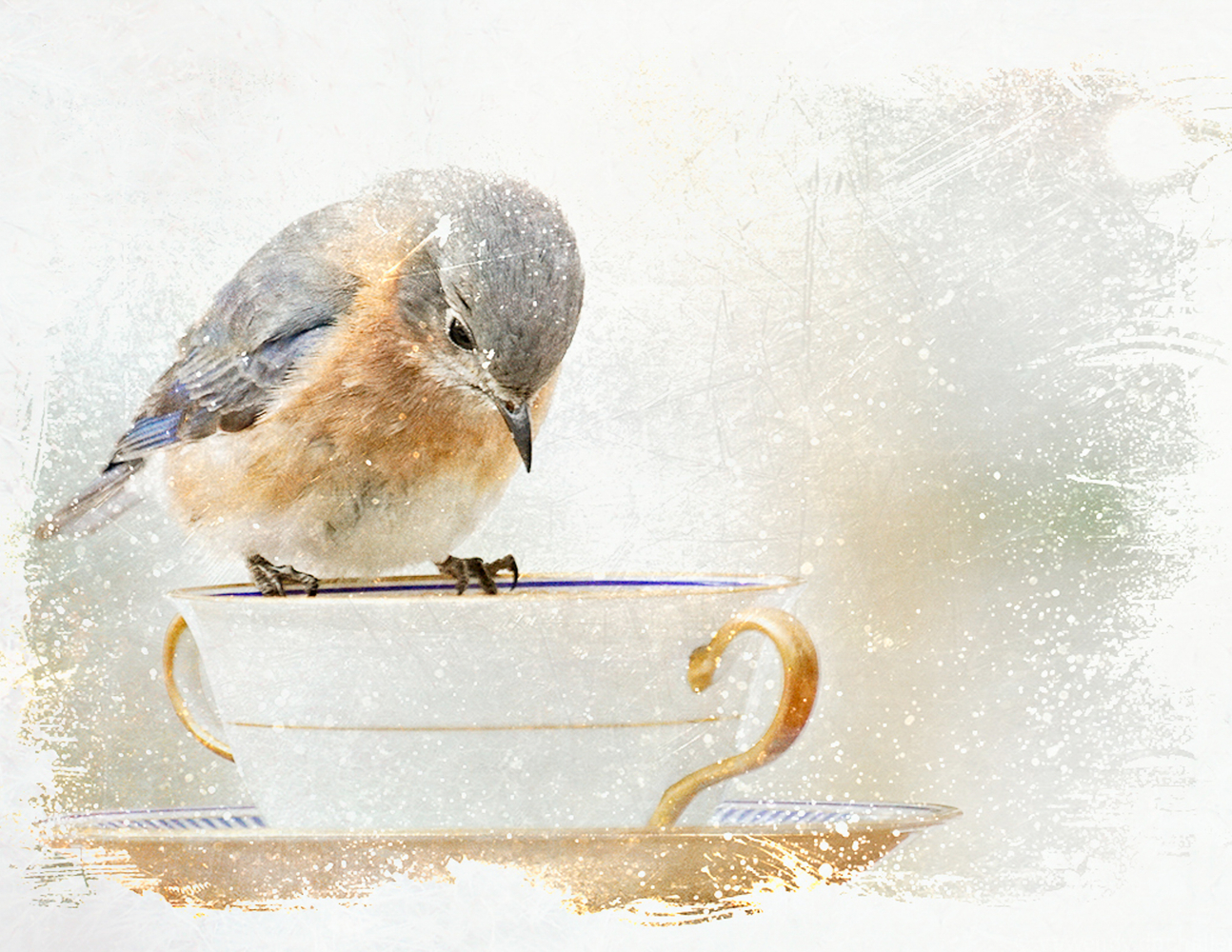 Wendy Nelson-Wendy Nelson Photography