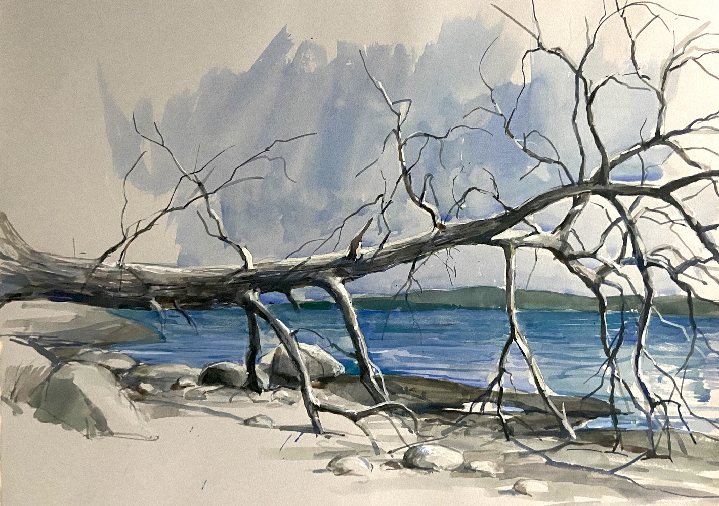 Fallen Tree, Watercolor, 15" x 11"