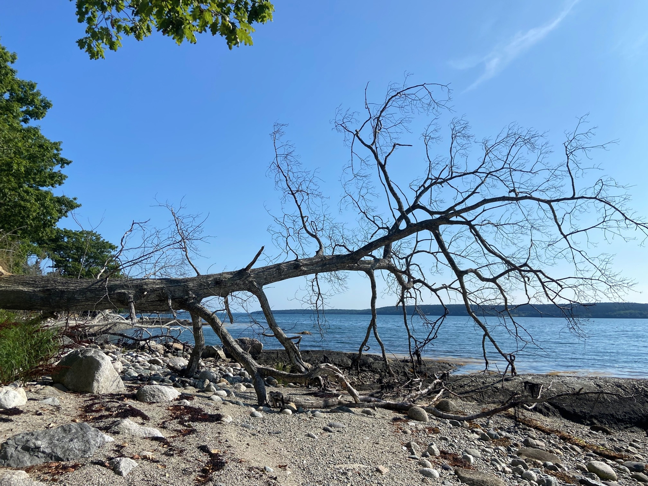 Maine Tree, Photograph of Douglas Martenson