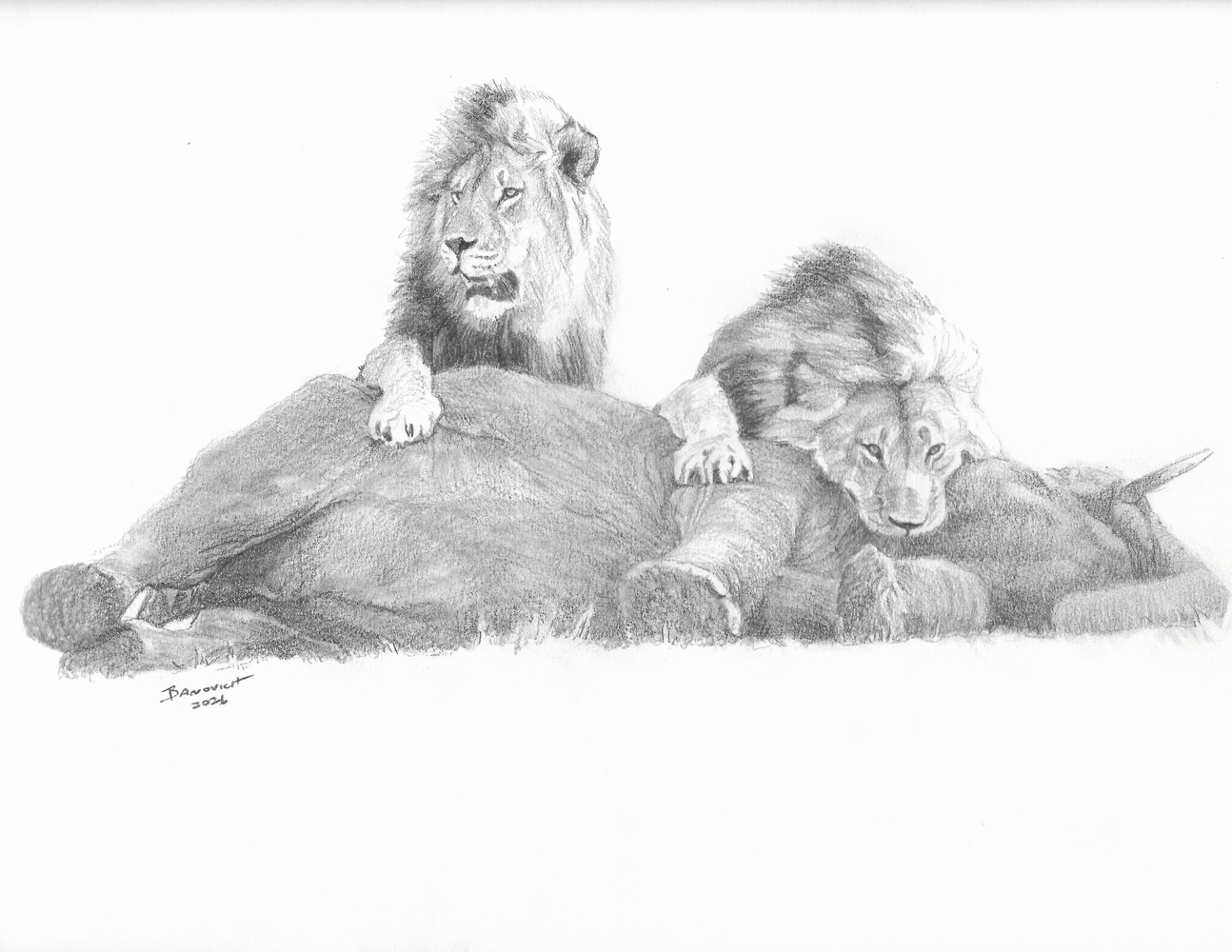 John Banovich
Elephant Hunters-Study, 2026
Pencil
9h x 12w in
22.86h x 30.48w cm
$ 2,500.00