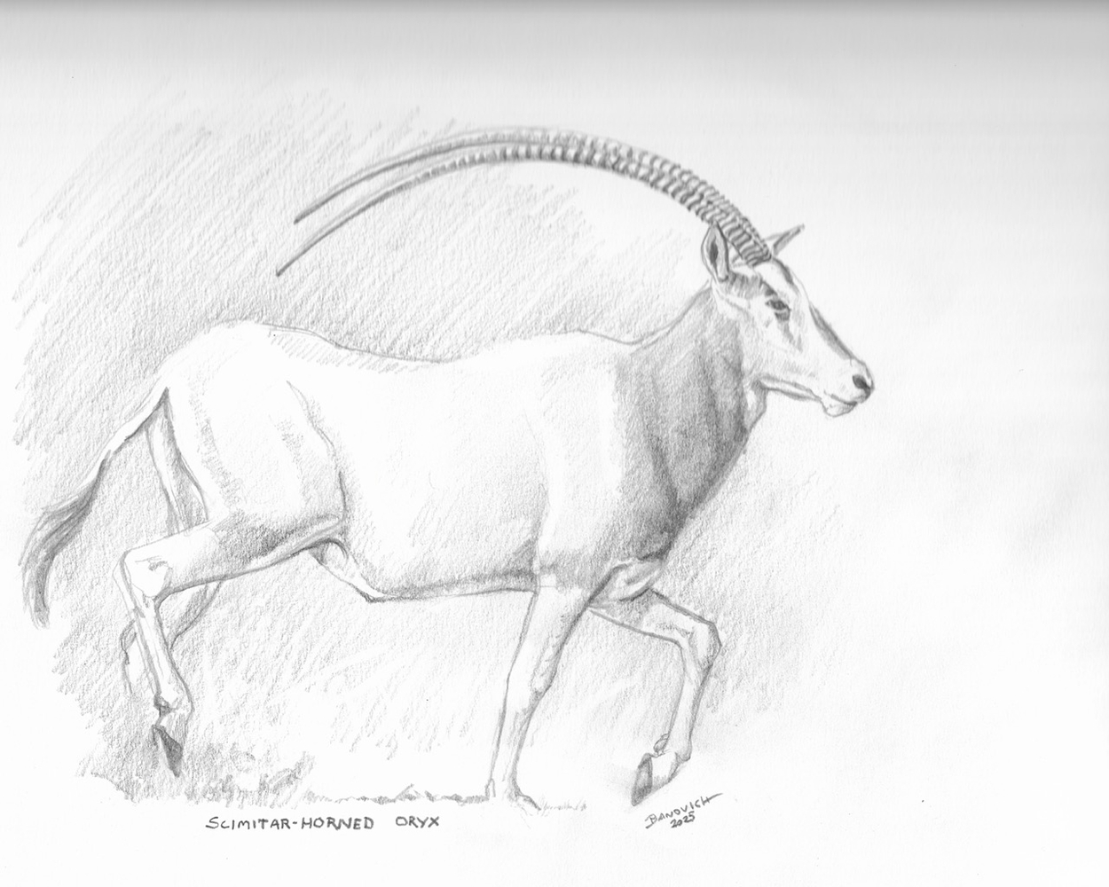 John Banovich

Scimitar - Horned Oryx, 2025

Graphite on paper

11h x 15w in
27.94h x 38.10w cm

JBO1282

$ 3,500.00