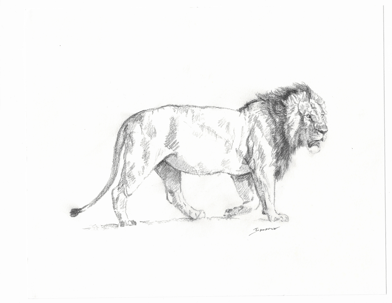 John Banovich

Male Lion Sketch, 2026

Pencil

8h x 10w in
20.32h x 25.40w cm

Framed: 13h x 15w in
33.02h x 38.10w cm

JBO1296

$ 2,100.00
