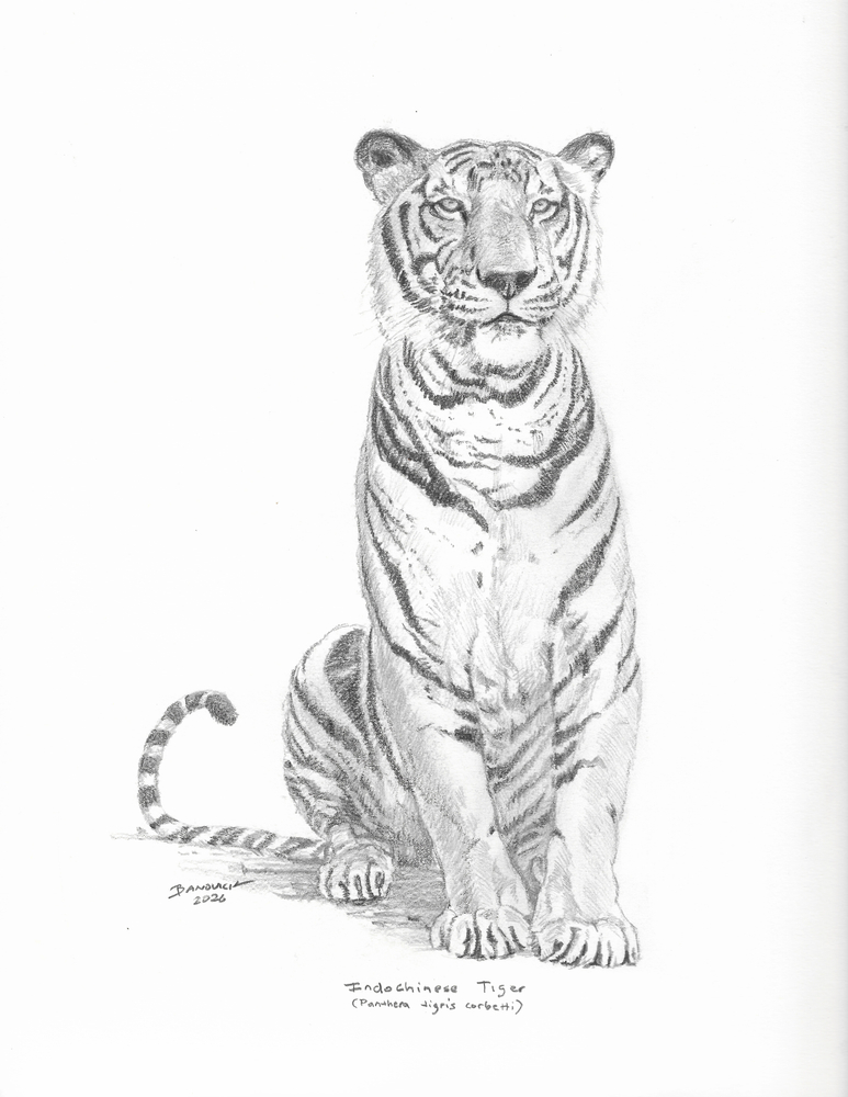 John Banovich
Indochinese Tiger Sketch, 2026
Pencil
12h x 9w in
30.48h x 22.86w cm
$ 2,500.00