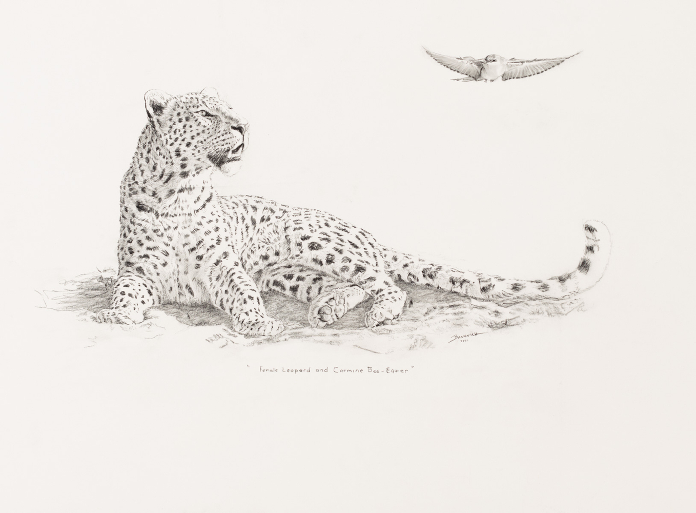 John Banovich

Female Leopard and Carmine Bee-Eater, 2026

Black Conte Pencil

21h x 30w in
53.34h x 76.20w cm
$ 7,900.00