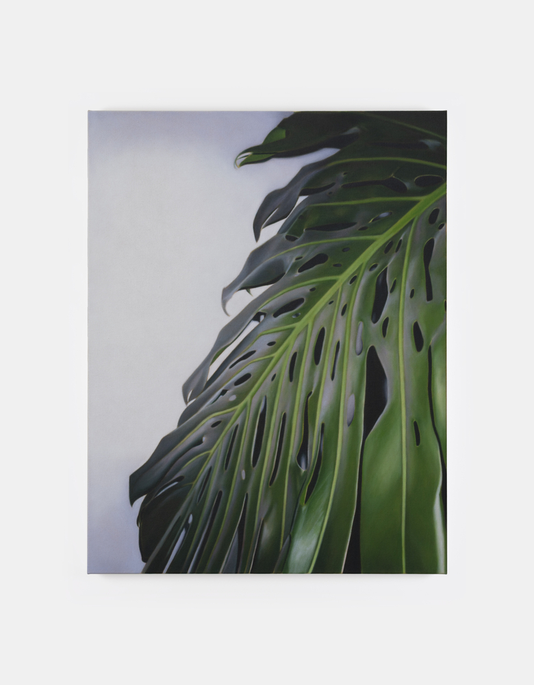 Marcel Vidal&amp;nbsp;

Monstera IV, 2025

oil on linen

90 x 70 cm / 35.4 x 27.6 in&amp;nbsp; &amp;nbsp;