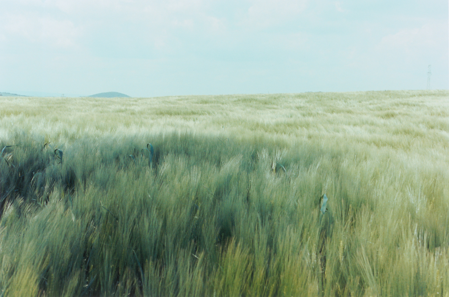 Samuel Laurence Cunnane&amp;nbsp;

Grassland 1, 2025

Hand-printed C-type print on archival photo paper, edition of 3 + 1 AP

19.4 x 29.5 cm / 7.6 x 11.6 in image size&amp;nbsp;

41 x 51 x 4 cm / 16.1 x 20.1 x 1.6 in framed

&amp;nbsp;