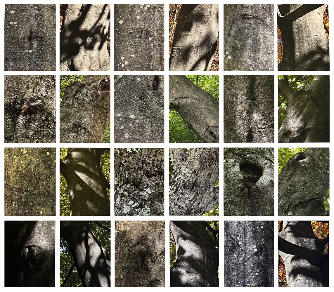 MANUAL (Hill &amp; Bloom) Anatomy of the Beech, 2023 suite of 24 archival pigment prints, ed: 5 17 5/8" x  13 1/2" each, M 657, Moody Gallery