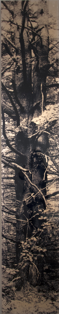 MANUAL (Hill &amp; Bloom) Mother Tree, 1991 Type C photograph, mounted with laminate, ed: 1/1 unique 108" x 20", M 285, Moody Gallery