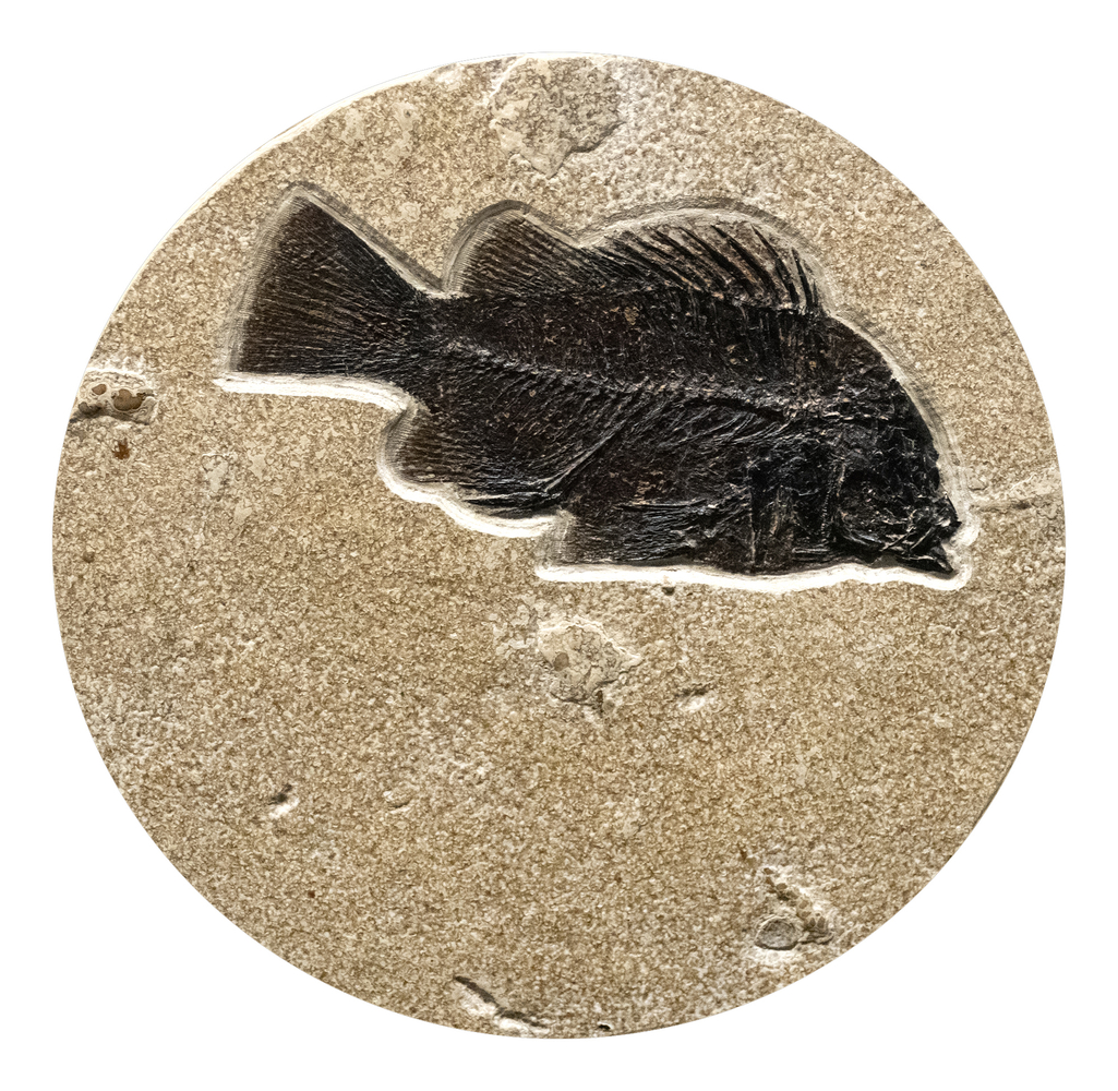 10" Round Fossil Table 2385t (SOLD)