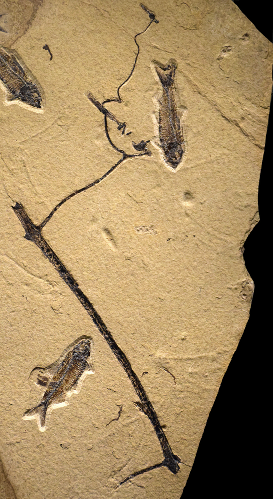 Detail View of the Twig and Vine (unidentified species).