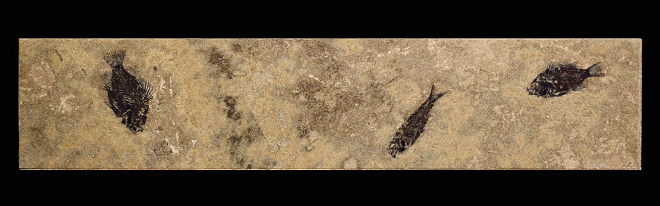 Small Fossil Console 6482 (SOLD)