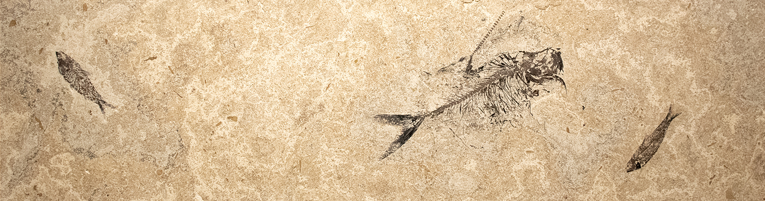 Large Fossil Console 4312 (SOLD)