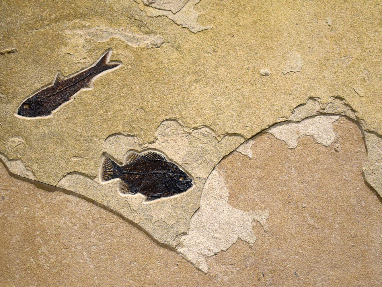 Knightia eocaena (left) and Cockerellites liops (right)