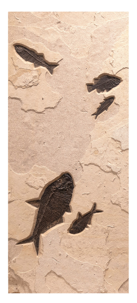 From top to bottom:&amp;nbsp;Mioplosus labracoides,&amp;nbsp;Cockerellites liops,&amp;nbsp;Knightia eocaena, two Diplomystus dentatus