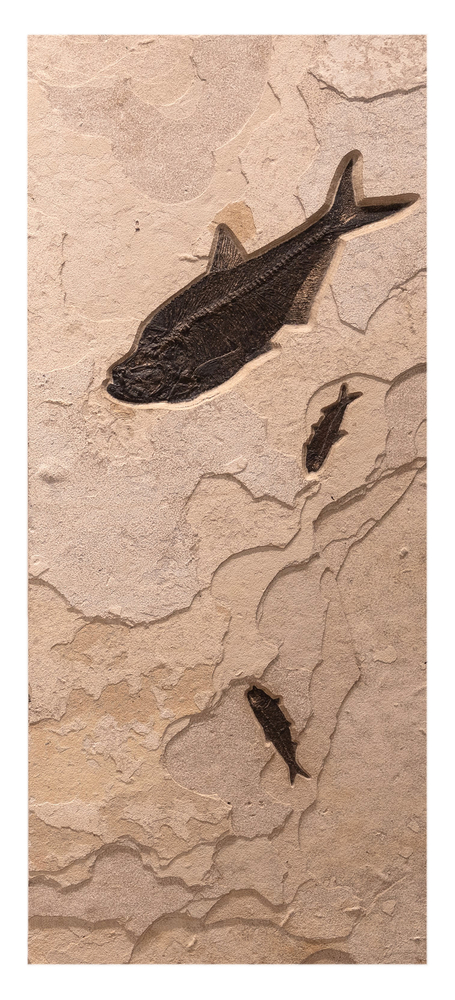 From top to bottom: Diplomystus dentatus, two Knightia eocaena