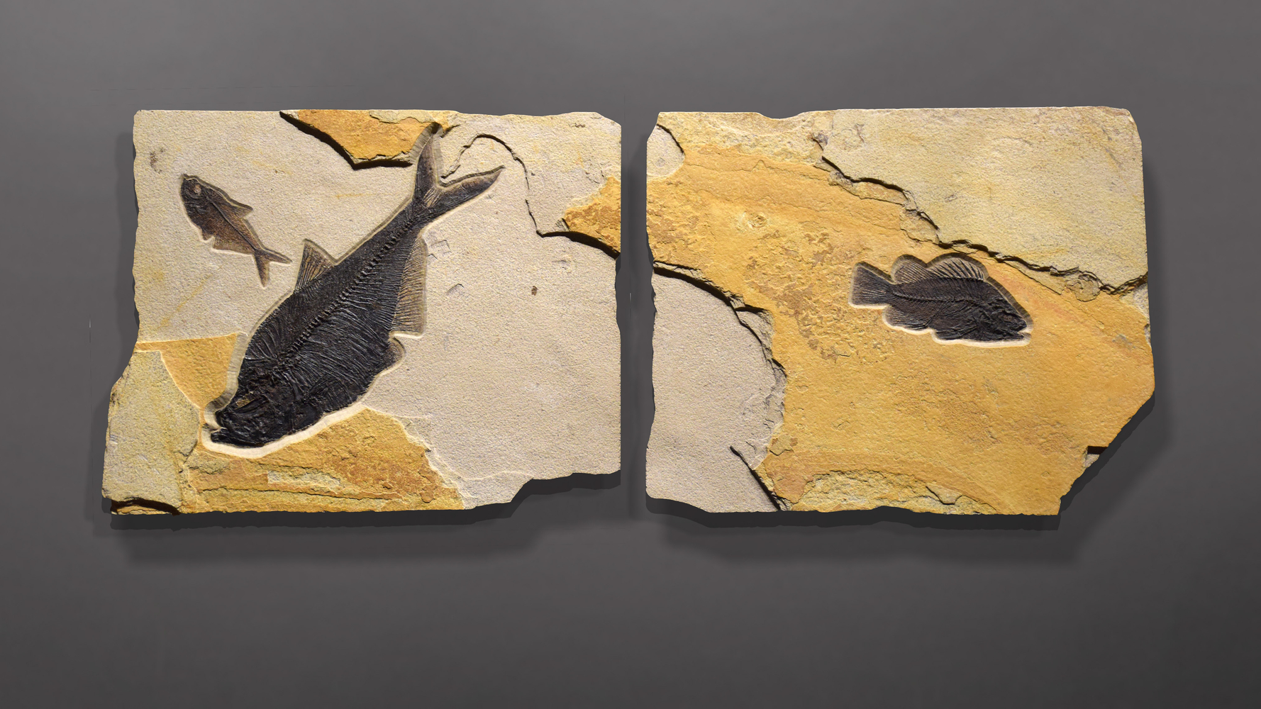 Fossil Fish Mural 4702ab