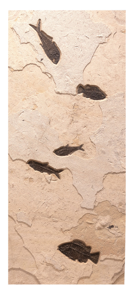 From top to bottom: Diplomystus dentatus,&amp;nbsp;Cockerellites liops, Diplomystus dentatus, Knightia eocaena, Priscacara serrata