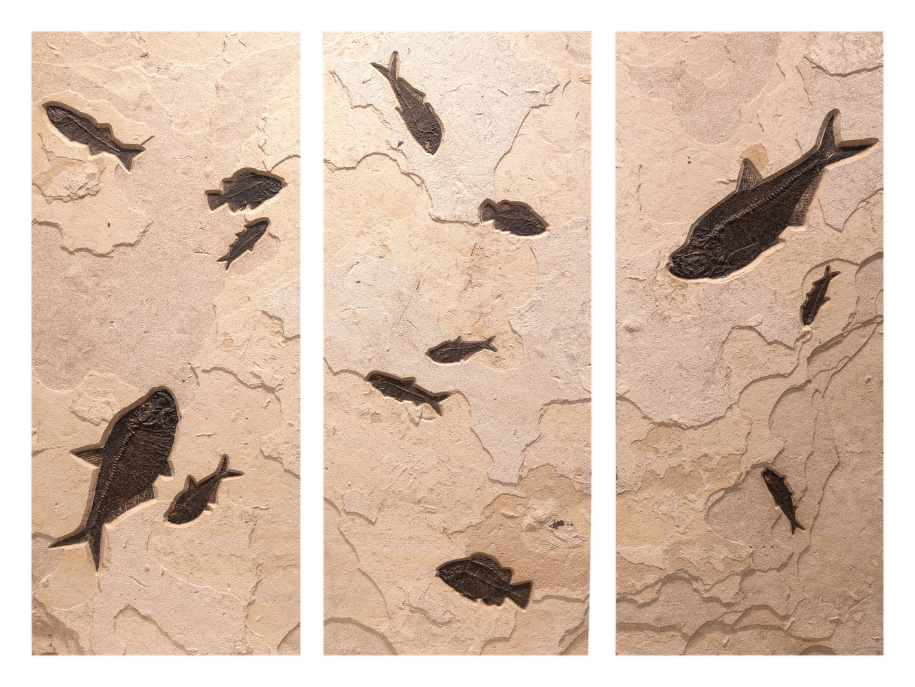 Fossil Fish Triptych 1799abc (SOLD)