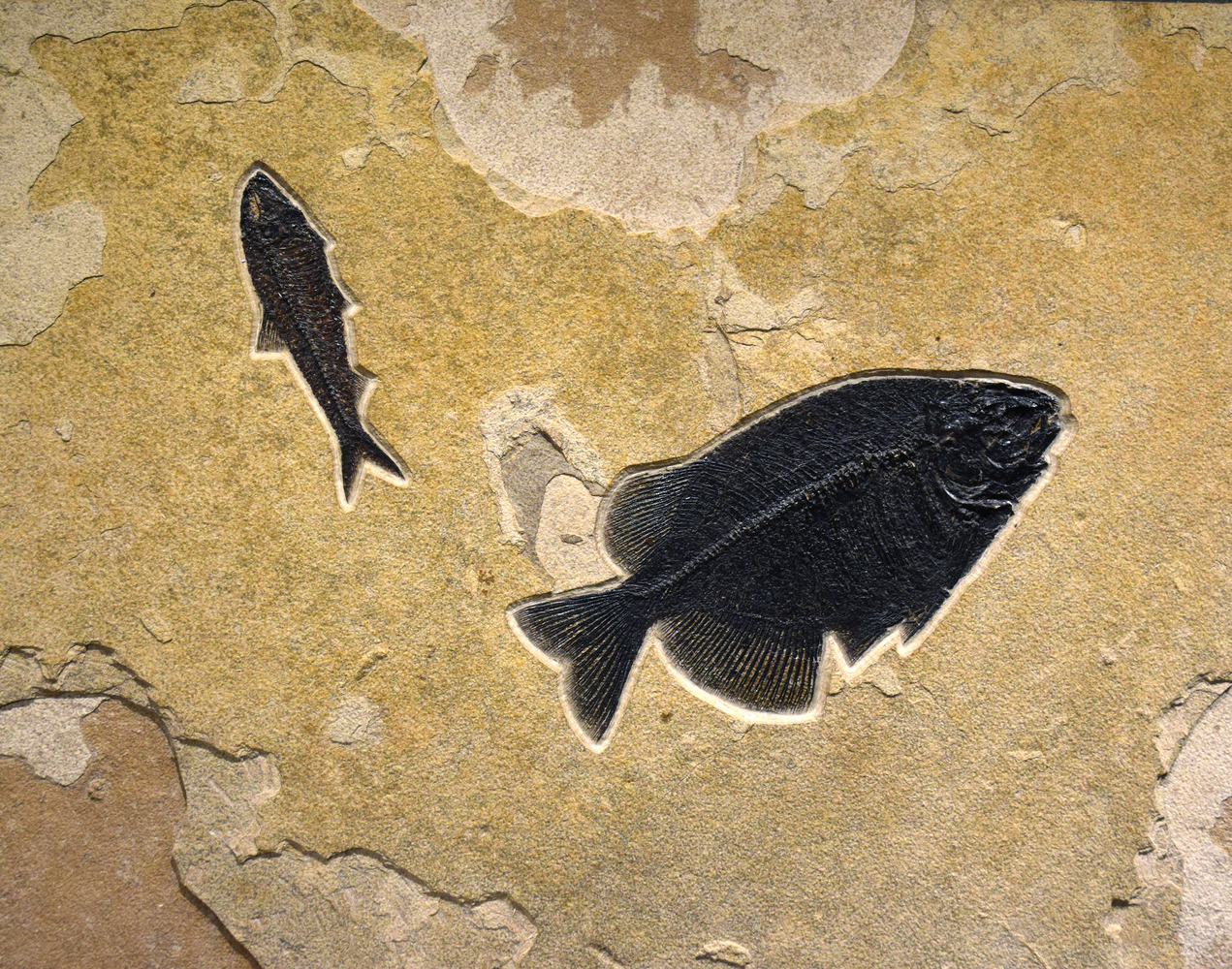 Knightia eocaena (small) and&amp;nbsp;Phareodus testis (large)