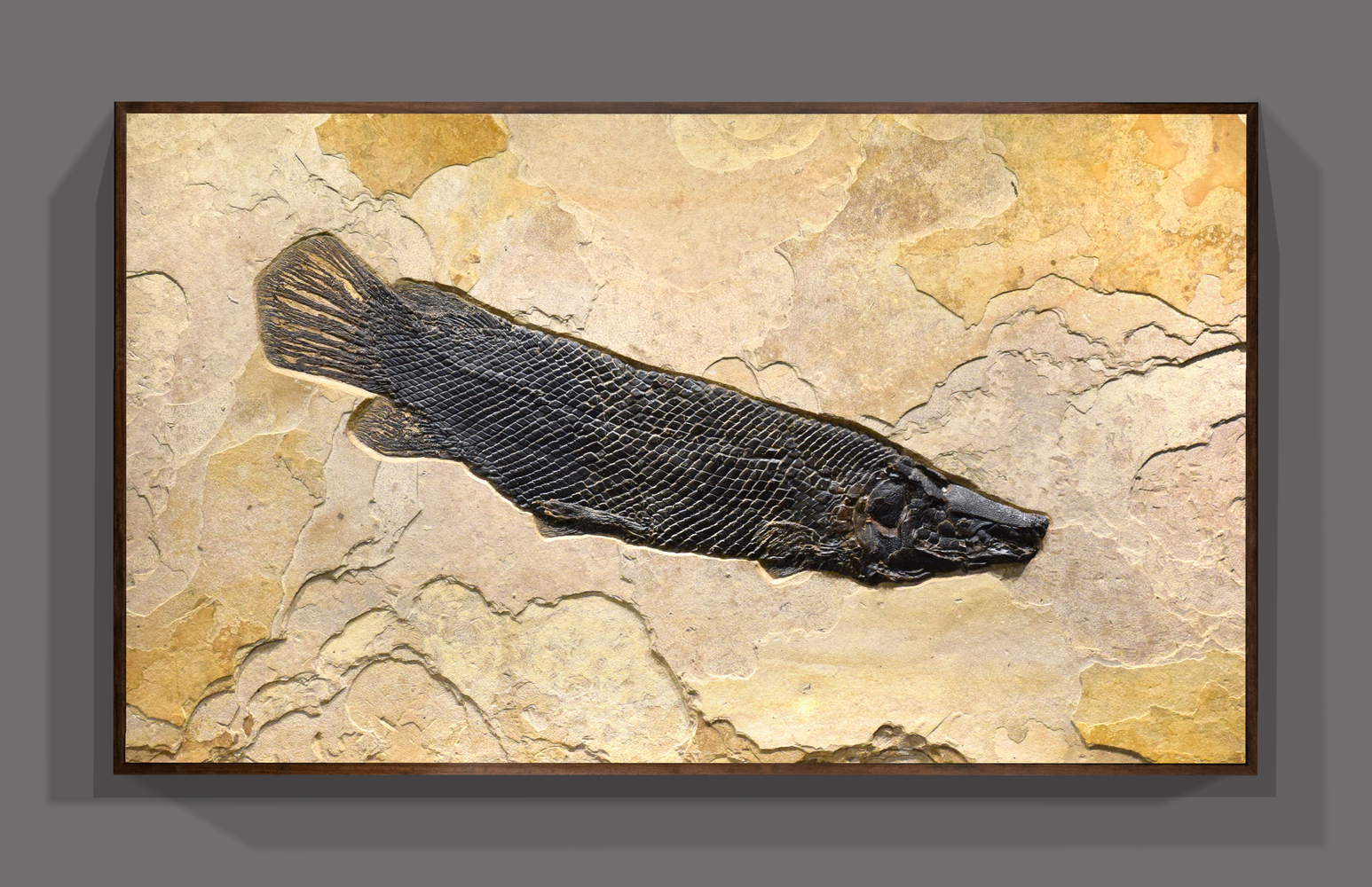 Fossil Fish Mural 5002gm