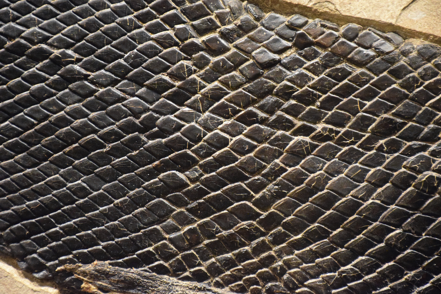 Diamond Shaped Scales