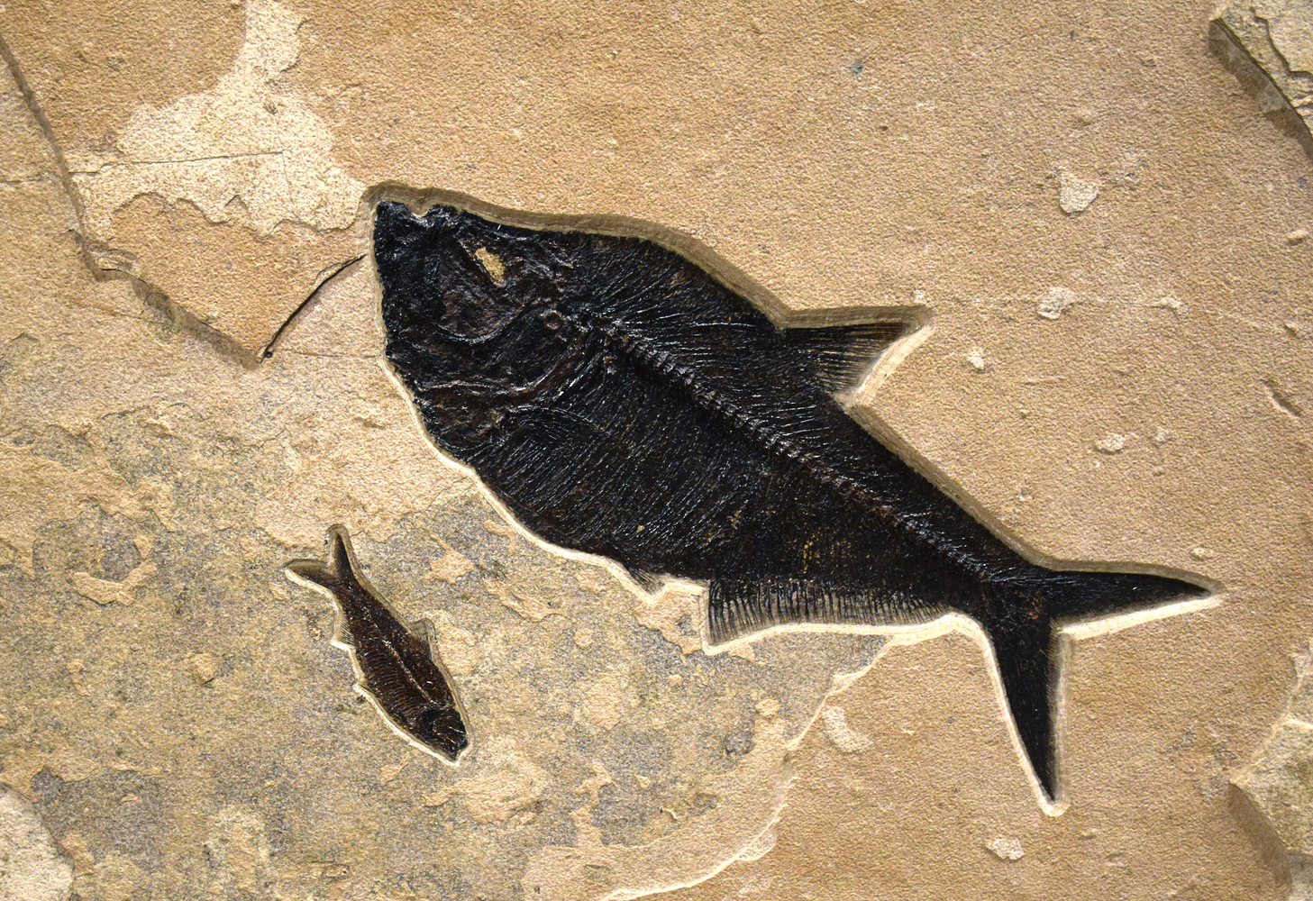 Knightia eocaena (small) and Diplomystus dentatus (large)